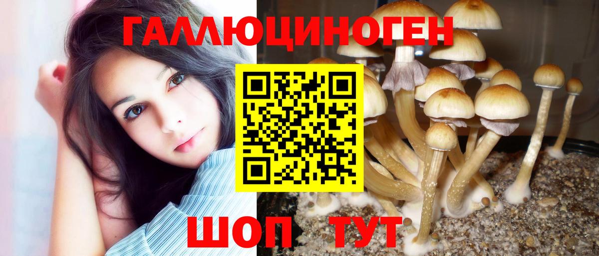 купить наркотики цена  Псилоцибиновые грибы Psilocybine cubensis  Вход с VPN  Великий Новгород 